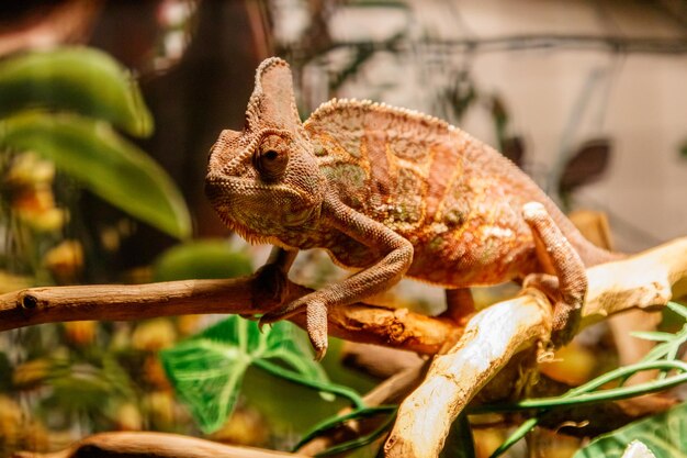 Schöne Eidechse des Jemen-Chamäleons Verschleiertes Chamäleon Chamaeleo calyptratus