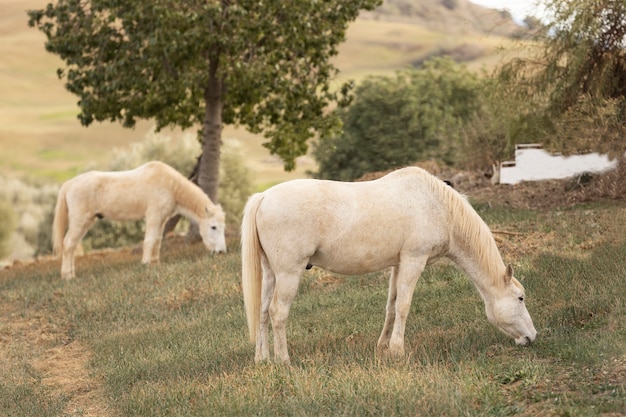 Foto schöne einhornpferde in der natur