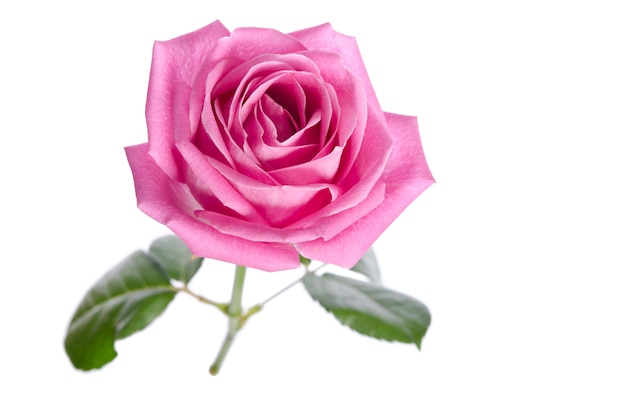 Schöne einzelne rosa Rose auf Weiß.