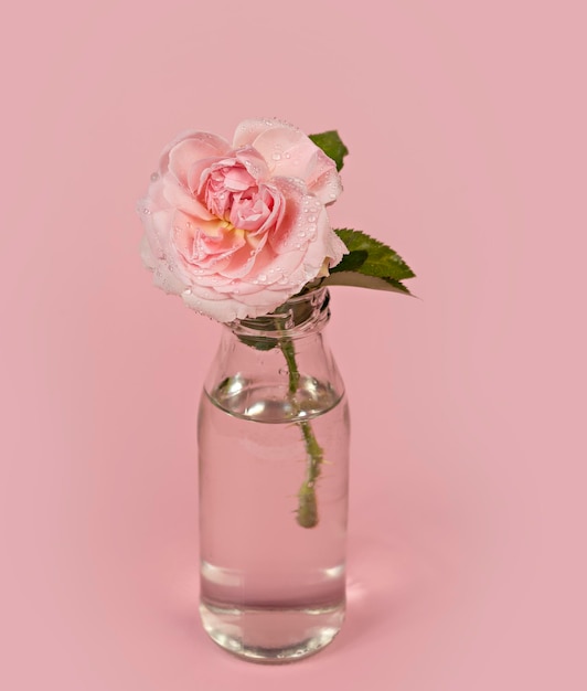 Foto schöne einzelne rosa rosenblume in glasvase mit wasser auf rosa hintergrund