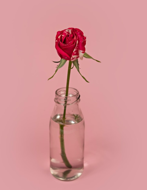 Schöne einzelne Rosenblume in Glasvase mit Wasser auf rosa Hintergrund