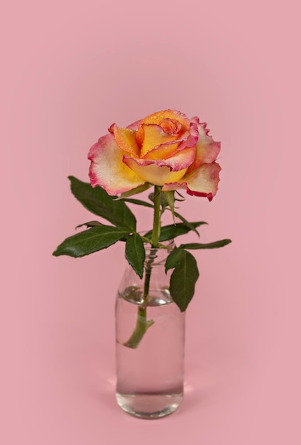 Schöne einzelne Rosenblume in Glasvase mit Wasser auf rosa Hintergrund