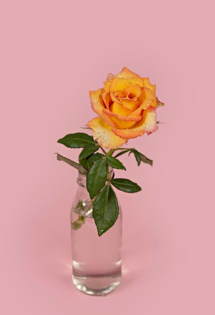 Foto schöne einzelne rosenblume in glasvase mit wasser auf rosa hintergrund