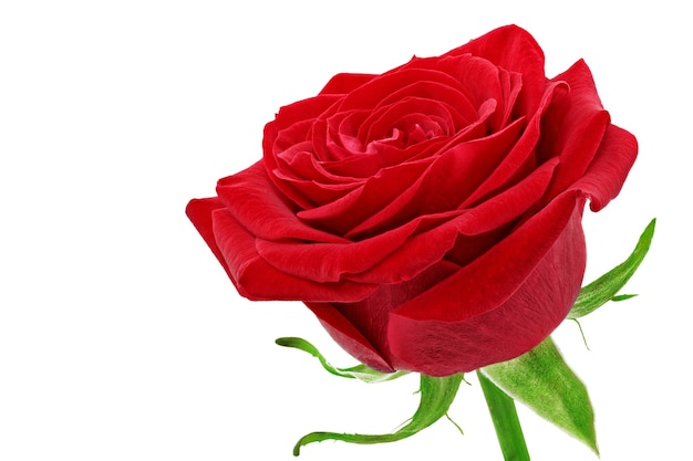 Schöne einzelne rote Rosenblume. Isoliert.