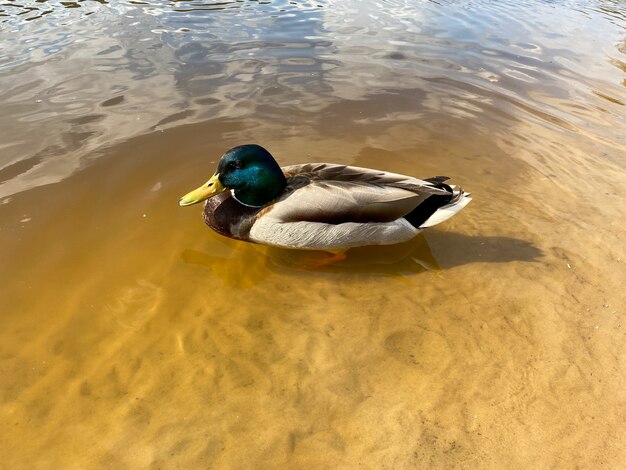 Schöne Ente am Fluss nahe dem Ufer