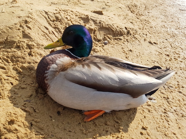 Schöne Ente am Fluss nahe dem Ufer