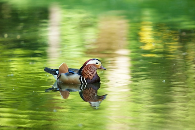 Schöne Ente schwimmen im Fluss.