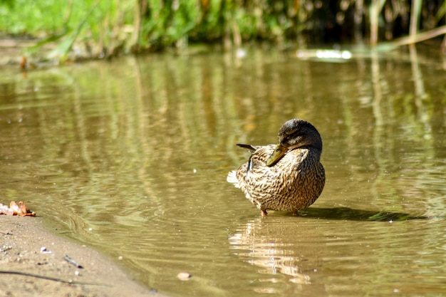 Schöne Ente schwimmt im See