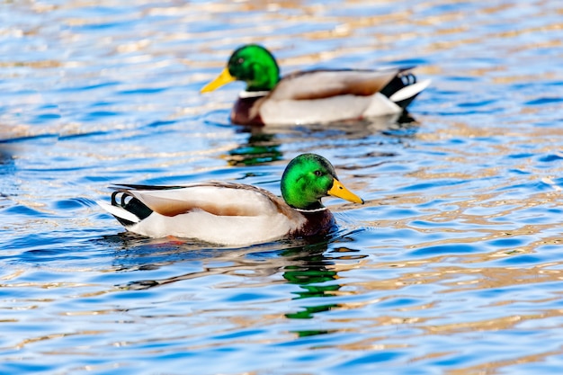 Foto schöne enten, die in einem fluss schwimmen