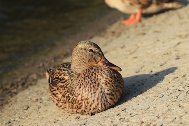 schöne Enten ruhen am Teich unter der warmen Sonne