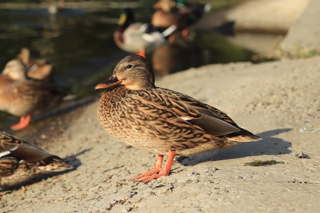 schöne Enten ruhen am Teich unter der warmen Sonne