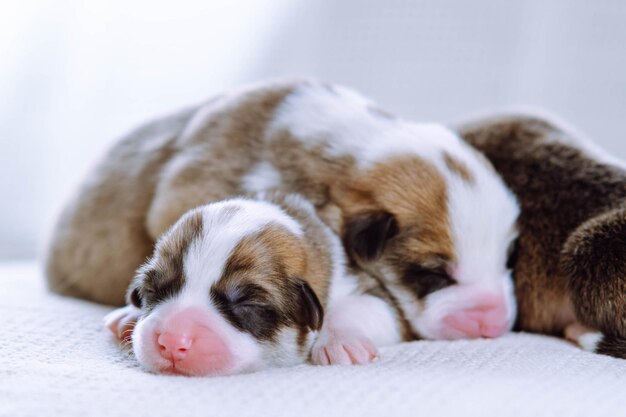 Schöne, entzückende, mehrfarbige, braune, weiße und schwarze, blinde Welsh-Corgi-Welpen, die zusammen auf einer Decke schlafen