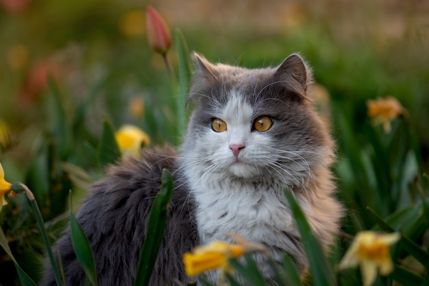 Schöne erstaunliche Katze, die Freiheit im Freien genießt