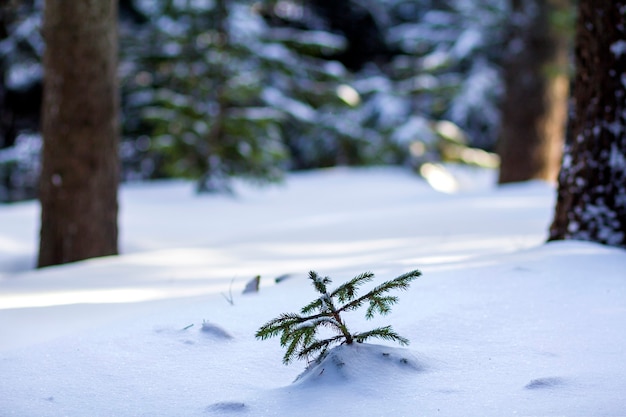 Schöne erstaunliche Weihnachtswinterberglandschaft. Kleine junge grüne Tannenbäume bedeckt mit Schnee und Frost an kalten sonnigen Tagen auf klarem weißem Schnee und verschwommenen Baumstämmen kopieren Raumhintergrund.