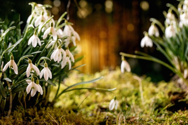 Schöne erste Blüte Frühlingsblumen Schneeglöckchen im Wald