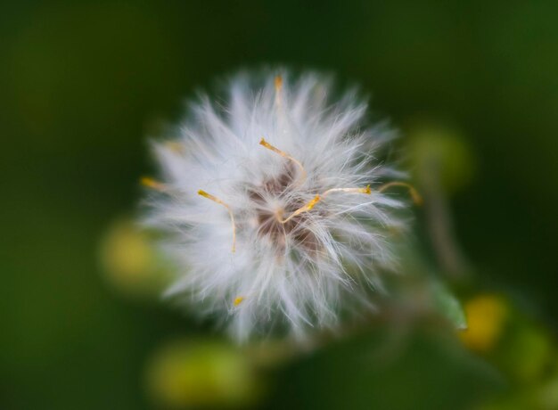 Schöne erste weiße Frühlingsblumen Löwenzahn Taraxacum an einem sonnigen Tag unter grünem Gras