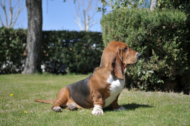 Schöne erwachsene Basset Hound reinrassige Hundesitzplätze auf dem Gras