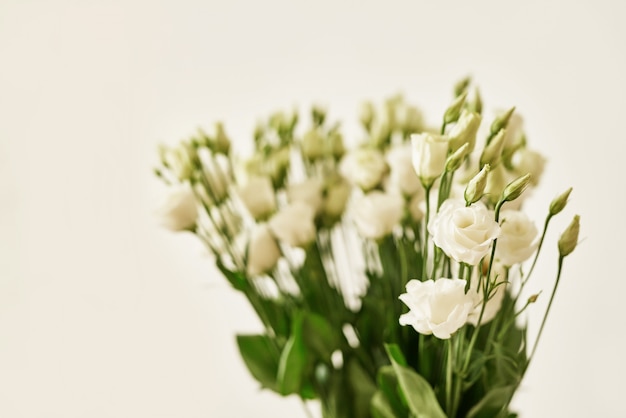 Schöne Eustoma Blumen, weiße Eustoma.