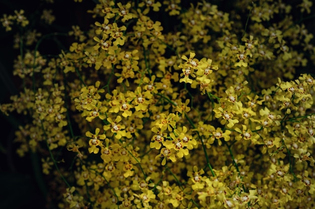 Schöne exotische Blumenorchidee in einem Gewächshaus in Thailand