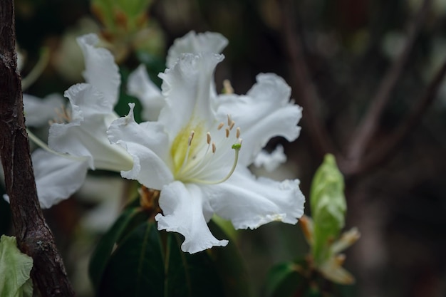 Schöne exotische Blumenorchidee in einem Gewächshaus in Thailand