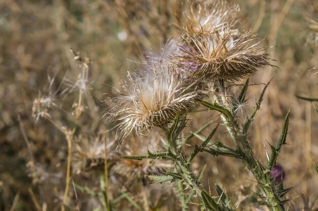 Schöne Farbe blühender Distelkopf nah oben als natürlicher Blumenhintergrund