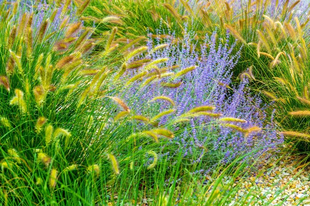 Schöne Farben in der Natur. Blühendes Gras und Lavendel, schöne Blumen im Sommer.