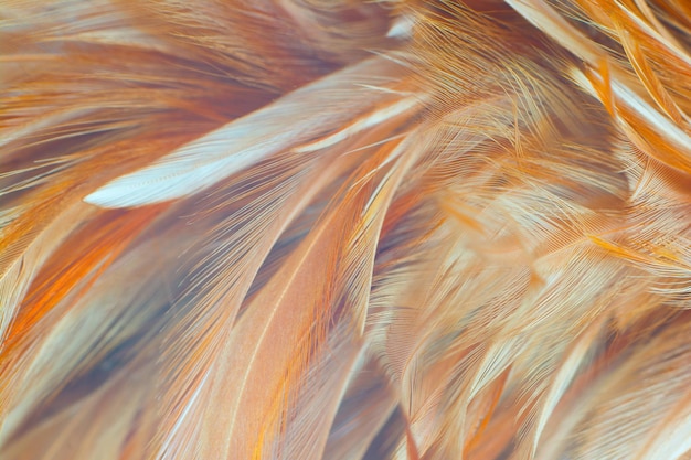Schöne Farben, Trend, Adlerfeder, Texturmuster, Hintergrund