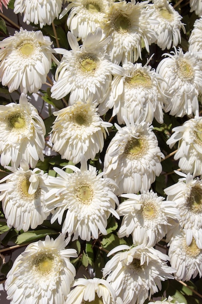 Schöne farbenfrohe natürliche Frühlingsblumen als Naturhintergrund