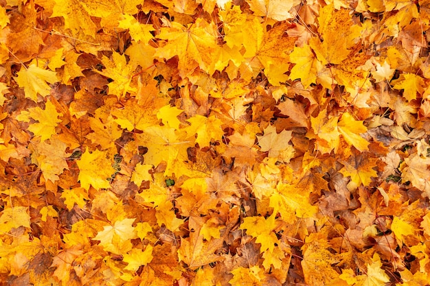 Schöne farbige goldene Herbstblätter auf dem Boden, Ansicht von oben. Erstaunlicher gelber Herbsthintergrund. Orangegoldenes Laub