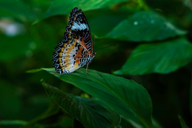 Foto schöne farbige schmetterlinge auf grünen blättern im wald