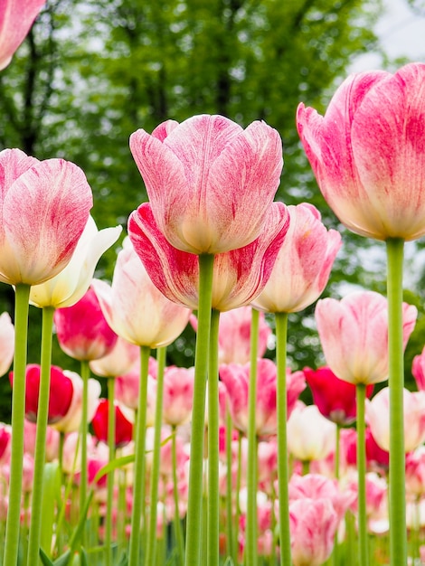 Schöne farbige Tulpen auf einem Feld