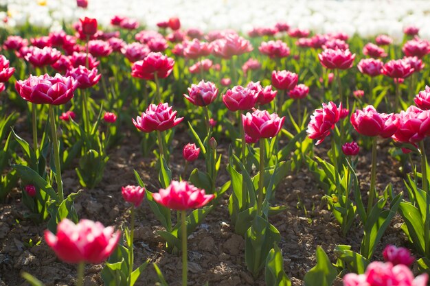 Schöne farbige Tulpenfelder im Frühjahr bei Sonnenuntergang Bunte Tulpen im Park Frühlingslandschaft