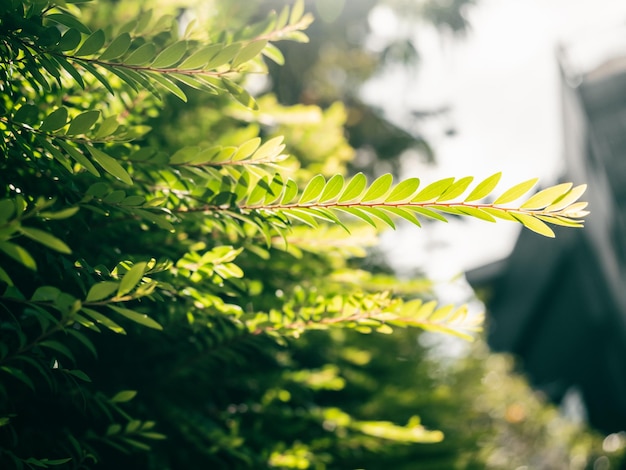 Schöne Farnblätter grün im Sonnenlicht