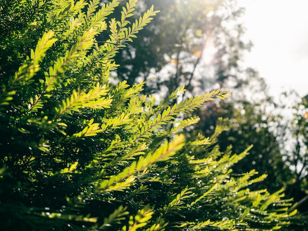 Schöne Farnblätter grün im Sonnenlicht