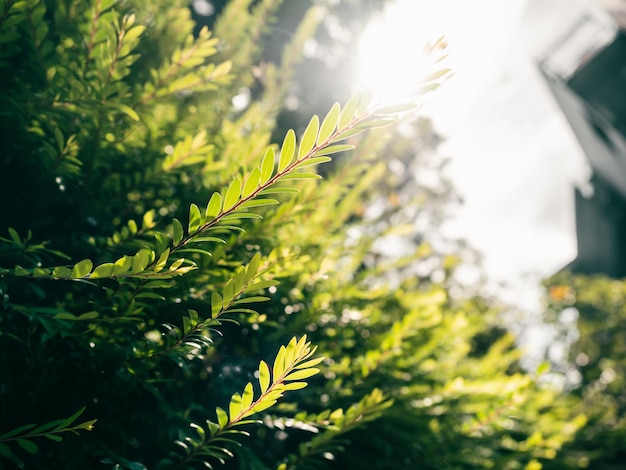 Schöne Farnblätter grün im Sonnenlicht