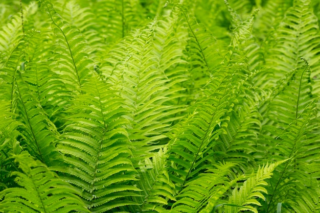 Schöne Farnblattstruktur in der Natur Natürliche Farne unscharfer Hintergrund Farnblätter Close up Hintergrund Naturkonzept