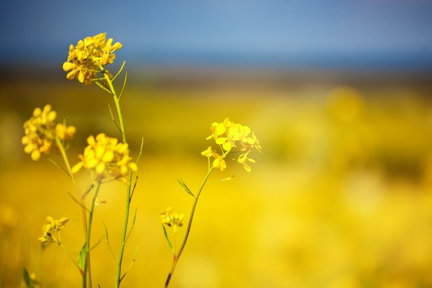 Schöne Felder mit leuchtend gelben Wildblumen