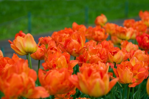 Schöne feuerrote Frottee-Tulpen, Nahaufnahme, selektiver Fokus, Blumenfeuer