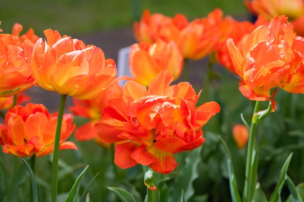 Schöne feuerrote Frottee-Tulpen, Nahaufnahme, selektiver Fokus, Blumenfeuer