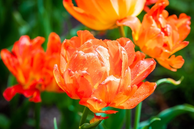 Schöne feuerrote Frottee-Tulpen, Nahaufnahme, selektiver Fokus, Blumenfeuer
