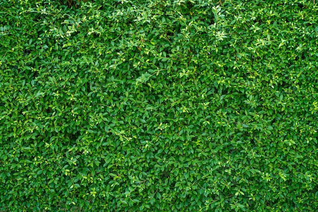 Schöne Ficus annulata Wand für Hintergrund.