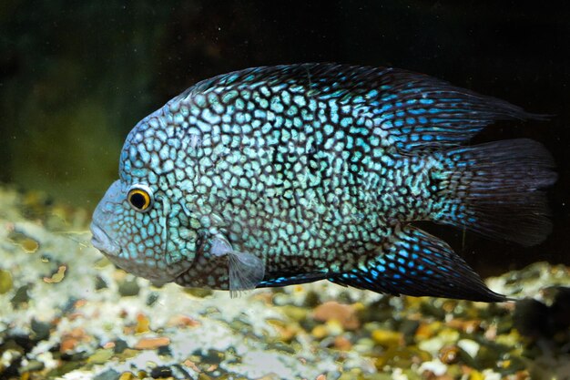 Foto schöne fische im aquarium