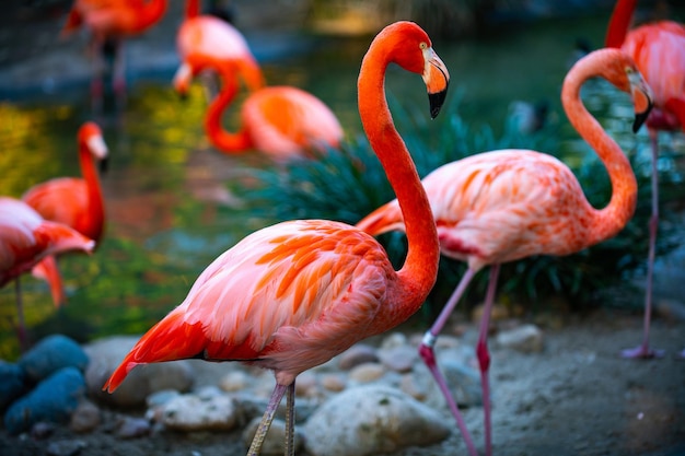 Schöne Flamingos zu Fuß im Wasser mit grünen Gräsern Hintergrund American Flamingo Walking in einem Teich