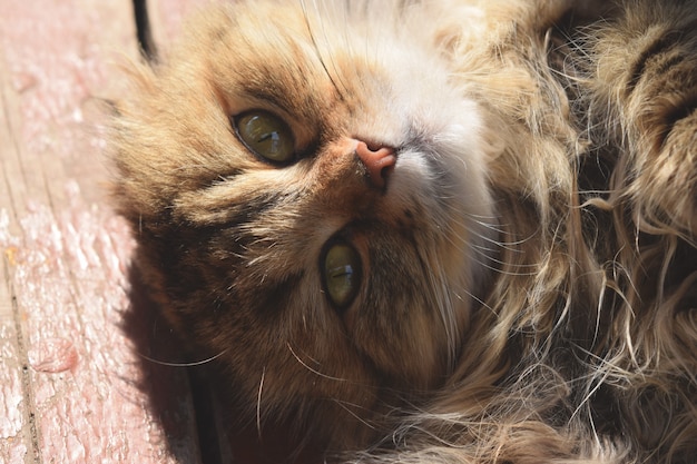 Schöne flaumige katze mit den großen augen, die in der sonne sich aalen und den inhaber betrachten