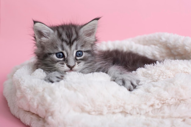 Schöne flauschige graue Maine Coon-Kätzchen auf einer Decke auf rosa Hintergrund Süße Haustiere