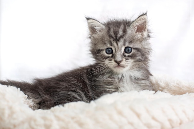 Schöne flauschige graue Maine Coon-Kätzchen in einer Decke auf hellem Hintergrund Süße Haustiere