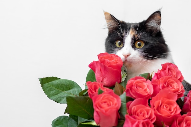 Schöne flauschige Katze in der Nähe eines Straußes roter Rosen Herzlichen Glückwunsch zum Urlaub