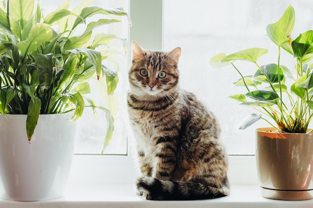 schöne flauschige katze schaut in die kamera