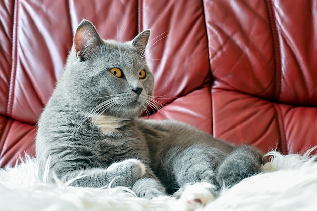 schöne flauschige katze zu hause, die für einen fotografen posiert