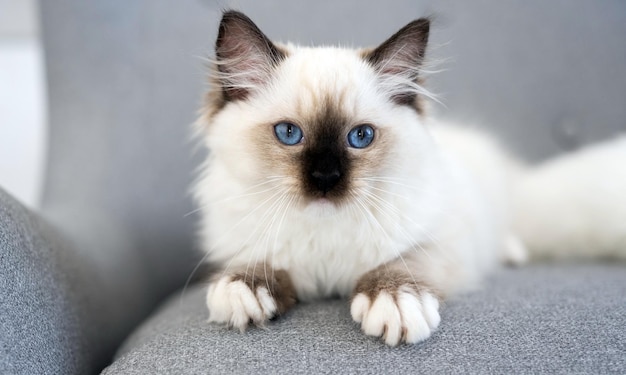 Schöne, flauschige Ragdoll-Katze mit schwarzer Nase, die auf dem grauen Sofa liegt und mit Beau die Kamera anschaut